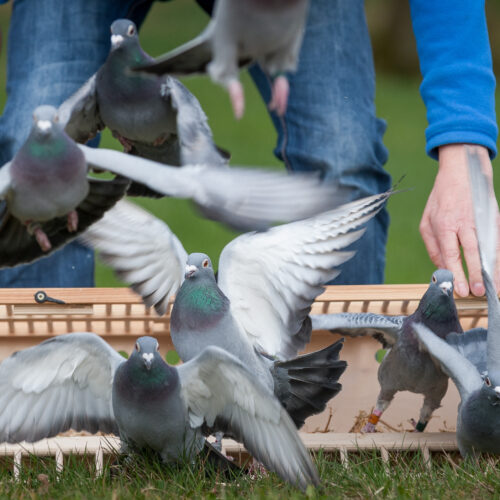 The Pigeon Pixels Podcast